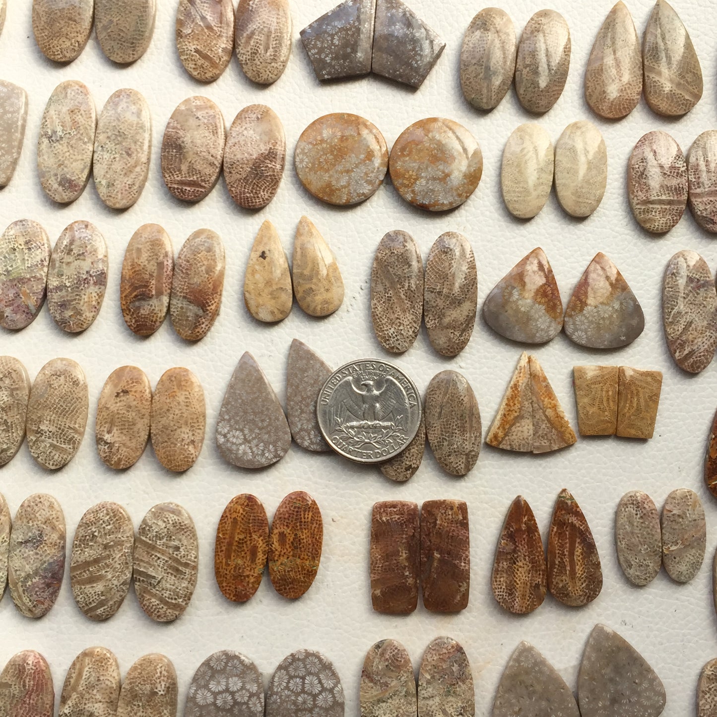 Natural Fossil Coral Pairs Cabochon (Natural)