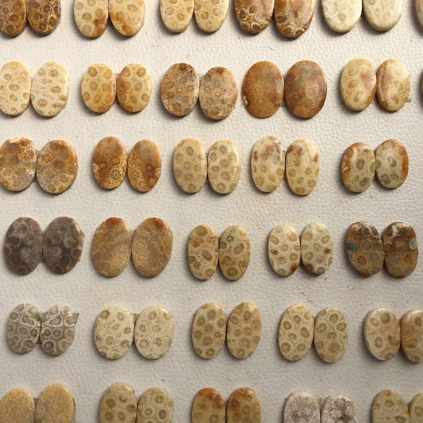 Natural Fossil Coral Pairs Cabochon (Natural)