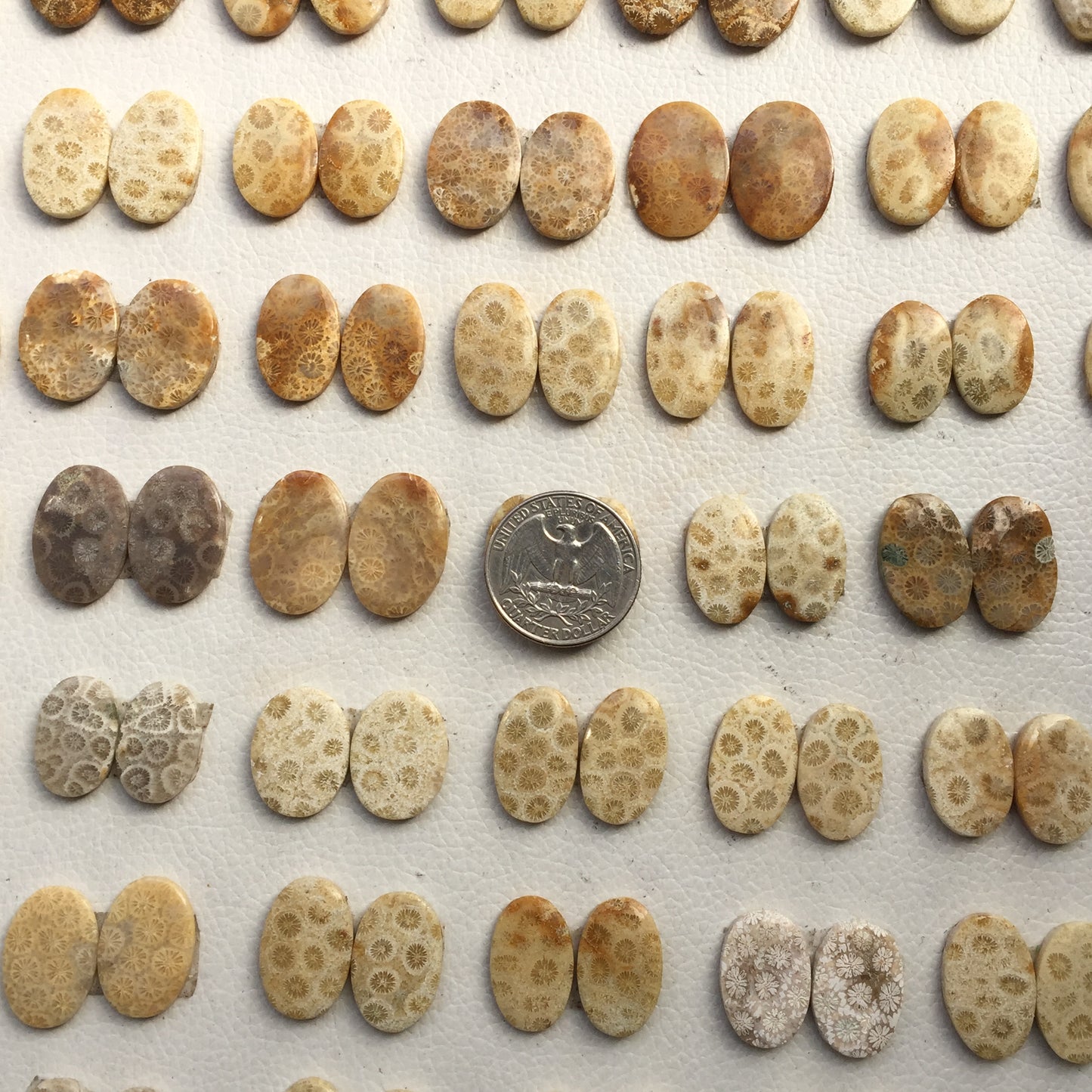 Natural Fossil Coral Pairs Cabochon (Natural)