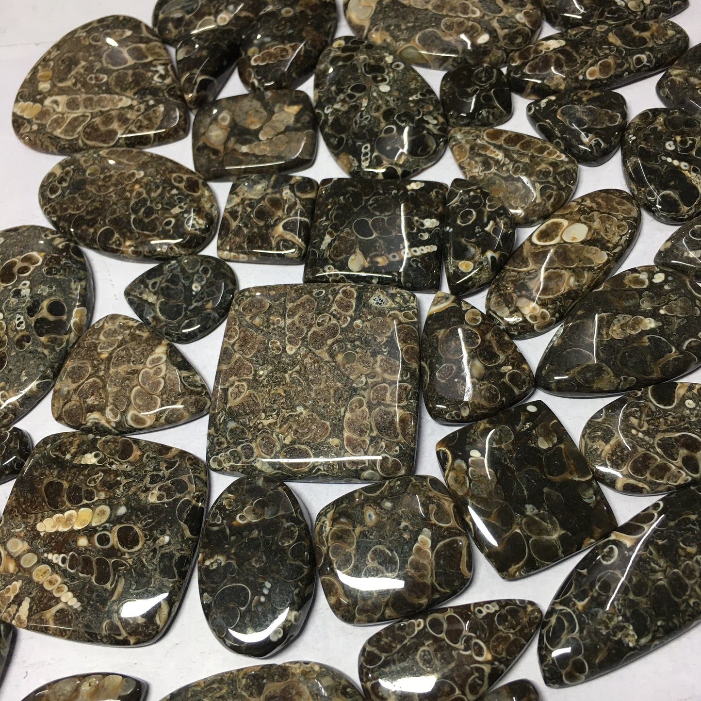 Natural Turritella Agate Cabochon (Natural)