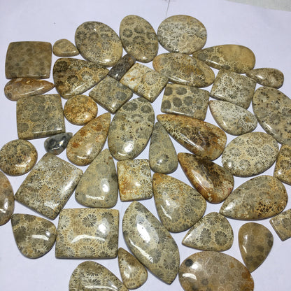 Natural Fossil Coral Cabochon (Natural)