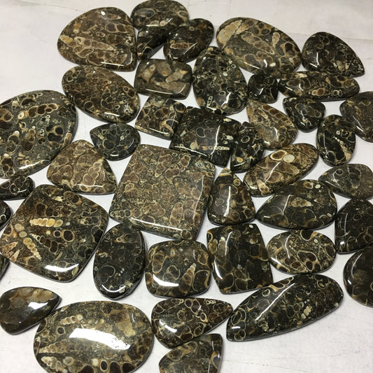 Natural Turritella Agate Cabochon (Natural)