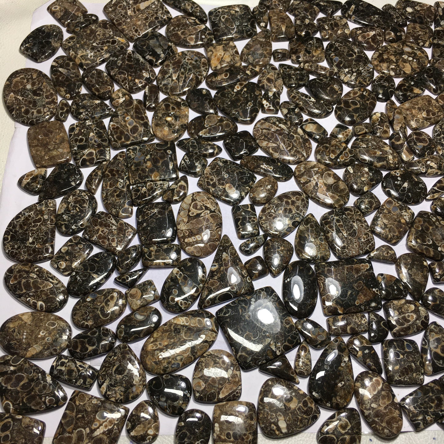 Natural Turritella Agate Cabochon (Natural)