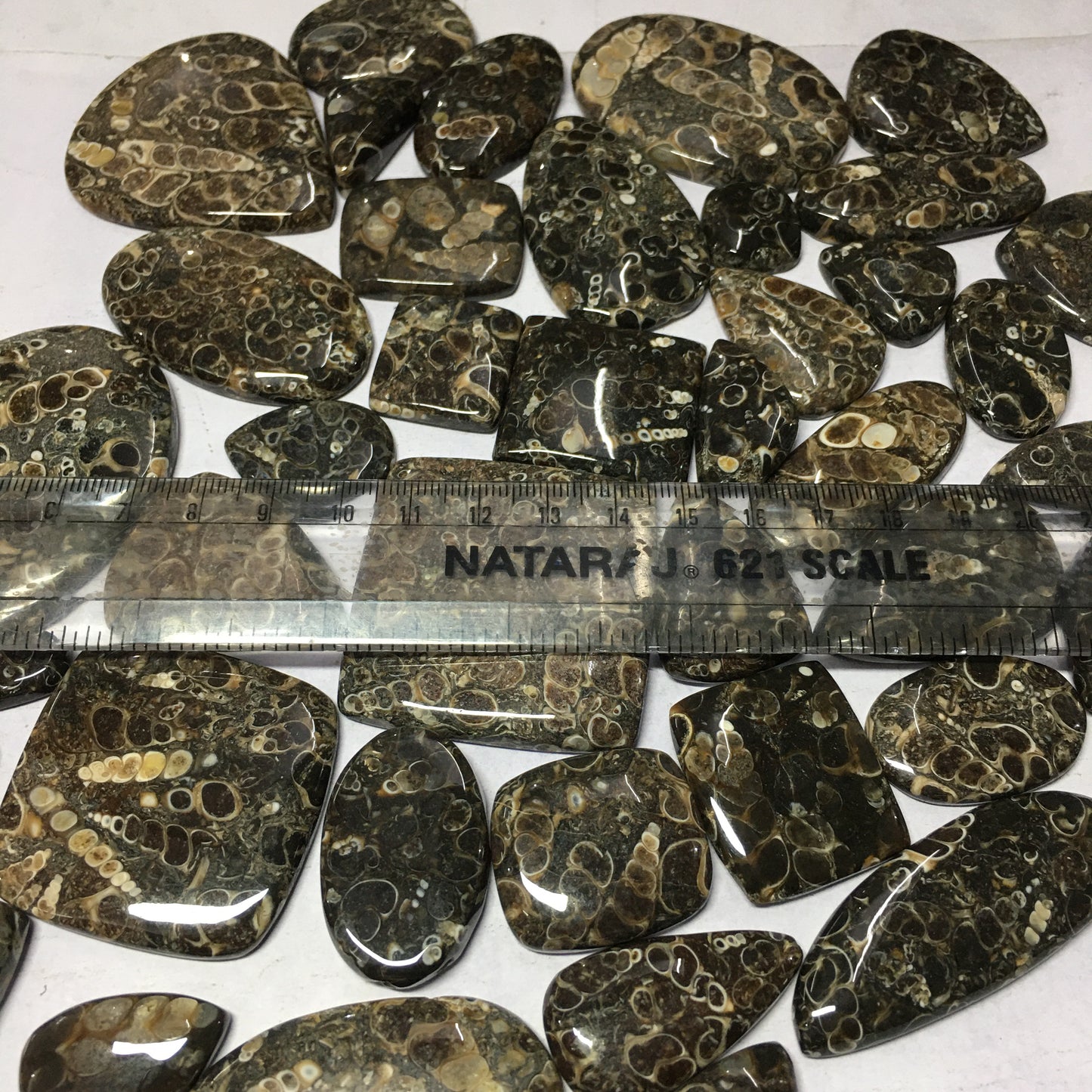 Natural Turritella Agate Cabochon (Natural)