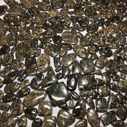 Natural Turritella Agate Cabochon (Natural)