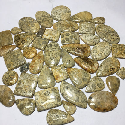 Natural Fossil Coral Cabochon (Natural)