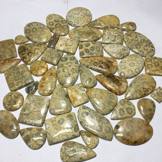 Natural Fossil Coral Cabochon (Natural)