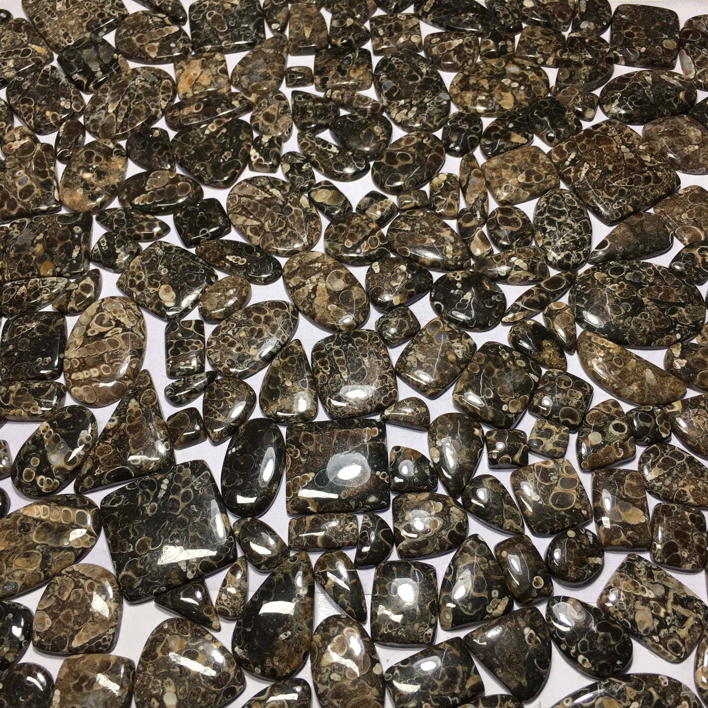 Natural Turritella Agate Cabochon (Natural)