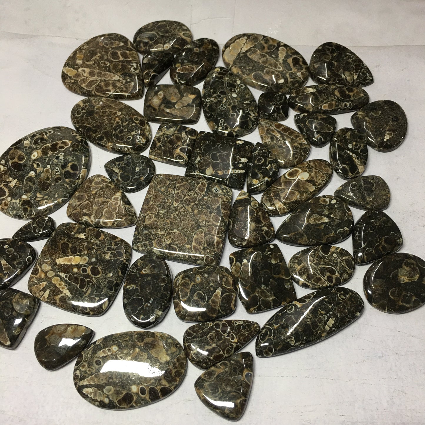 Natural Turritella Agate Cabochon (Natural)