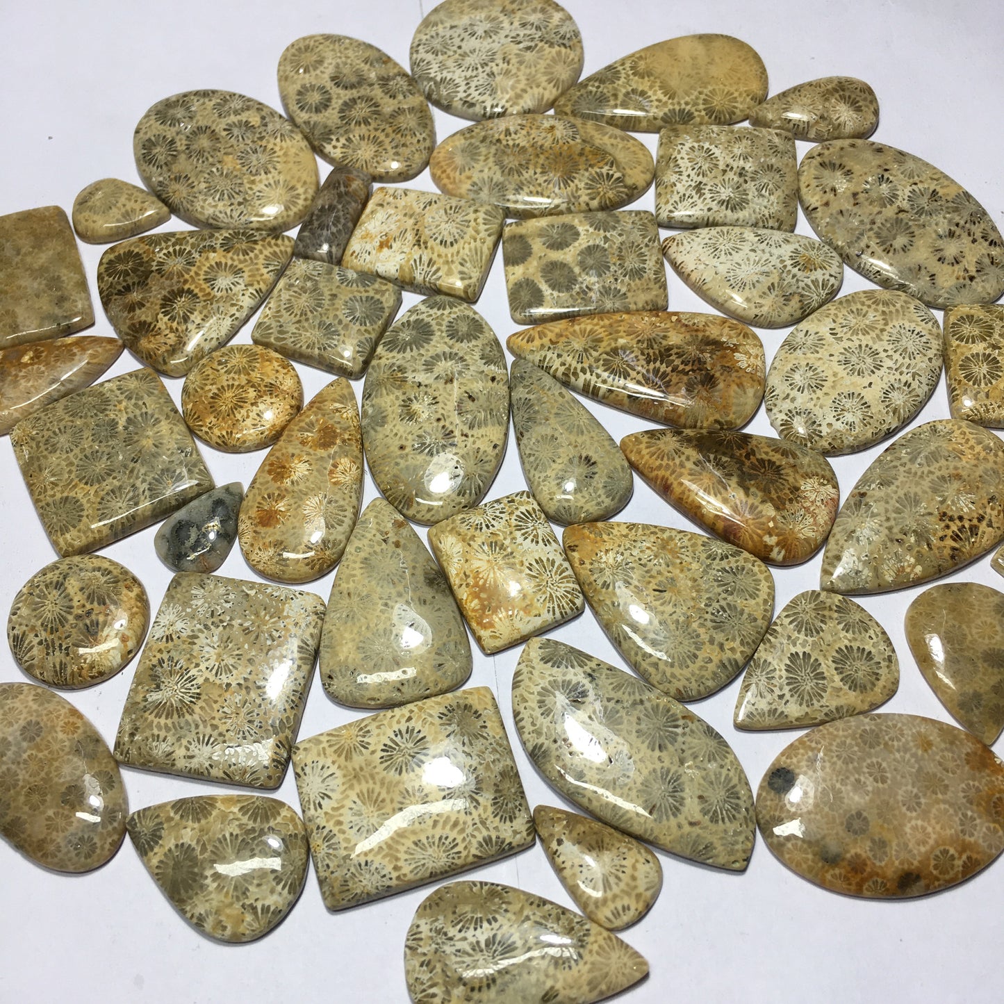 Natural Fossil Coral Cabochon (Natural)